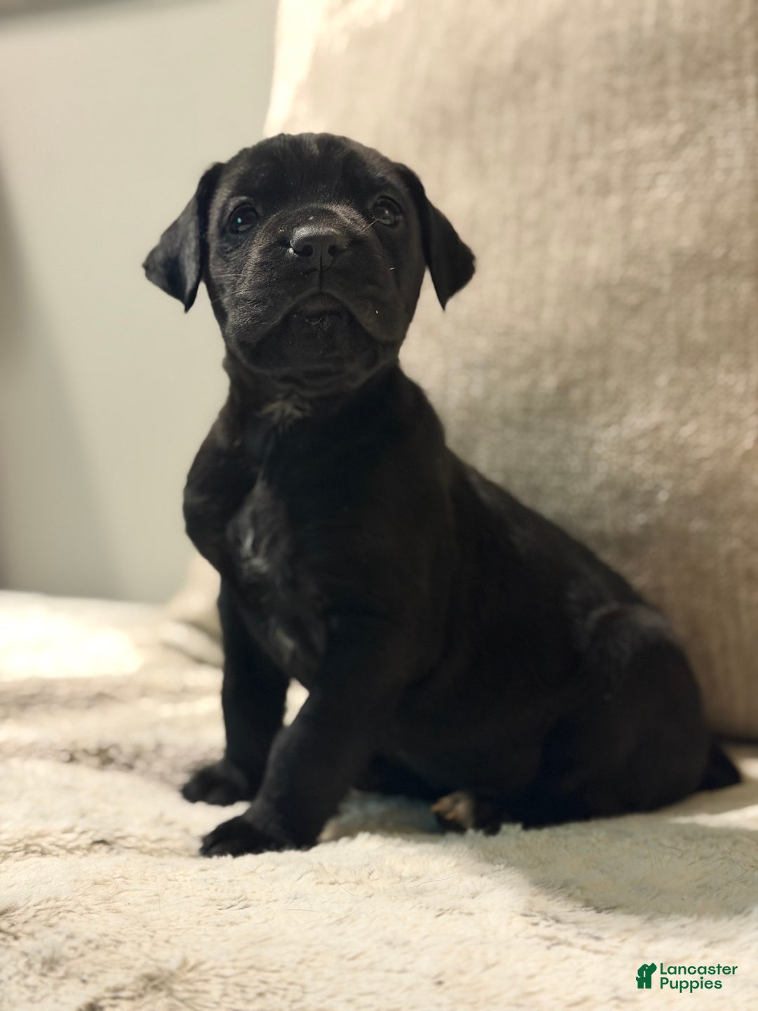 Cane Corso dogs for sale: Rowdy  - Ad 1
