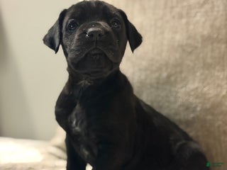 Cane Corso dogs Rowdy - Ad 36