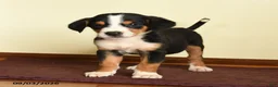 Greater Swiss Mountain Dog dogs for sale: Elisha - Ad 2