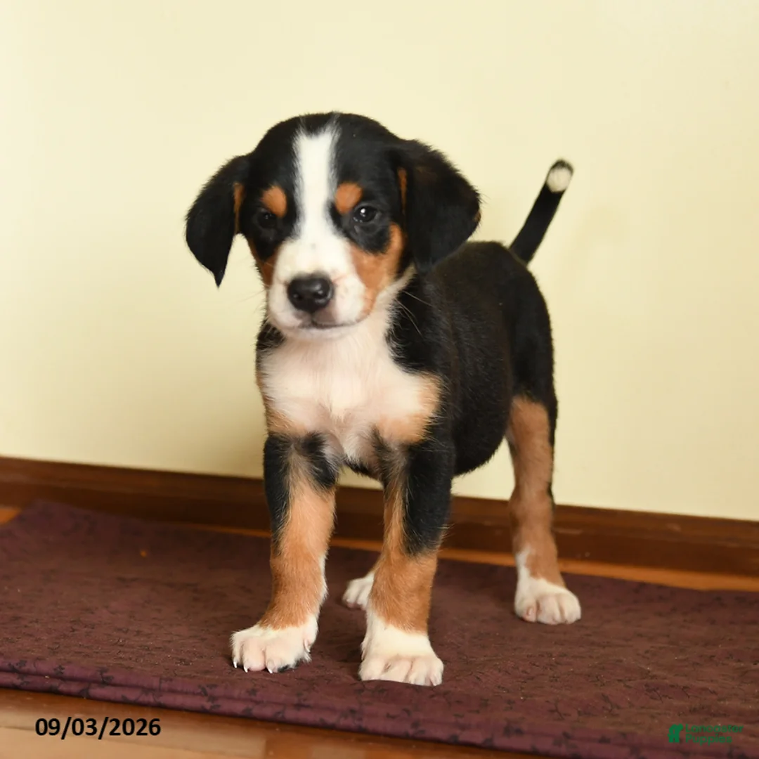 Greater Swiss Mountain Dog dogs for sale: Elisha - Ad 2