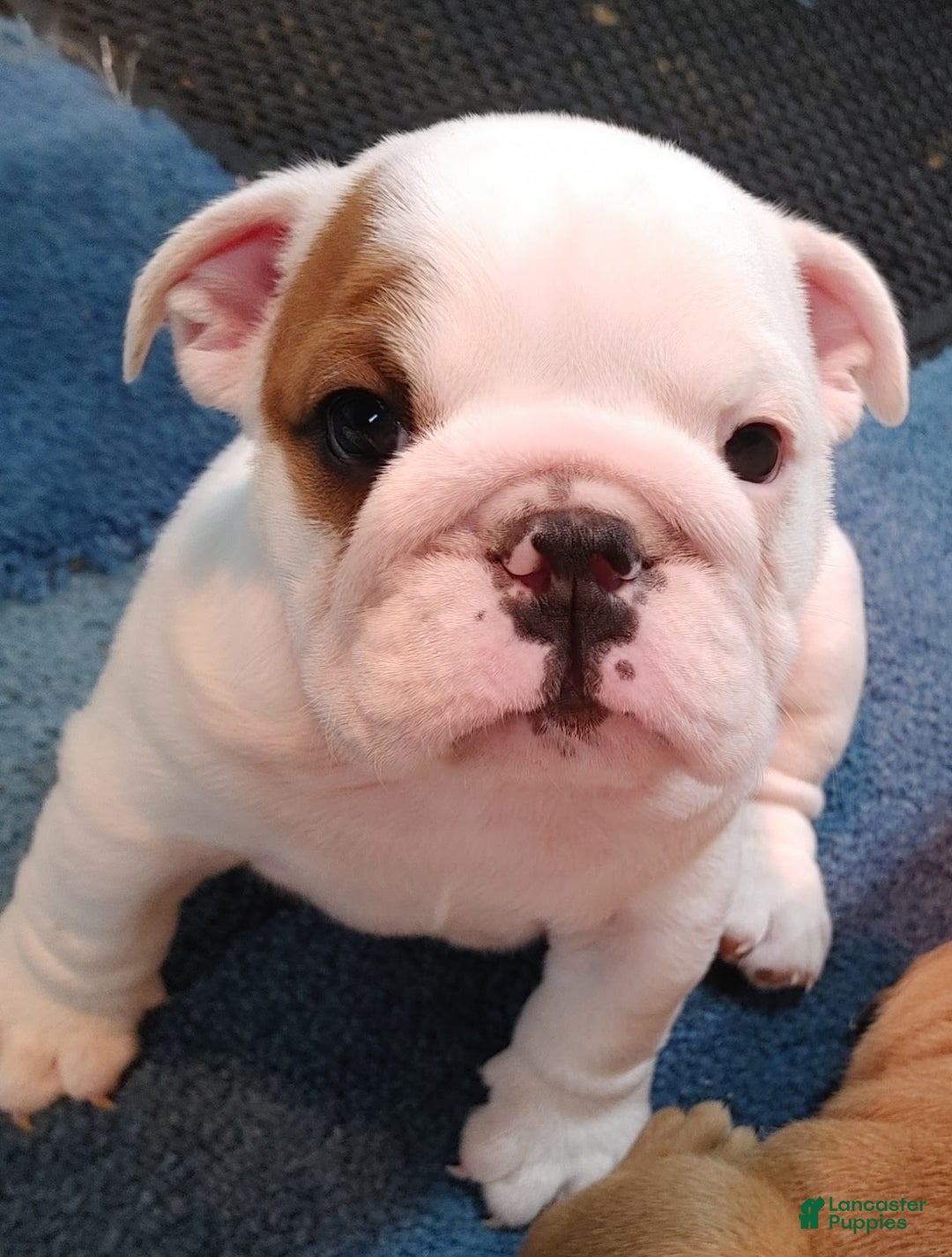 English Bulldog dogs for sale: Gabe - Ad 8