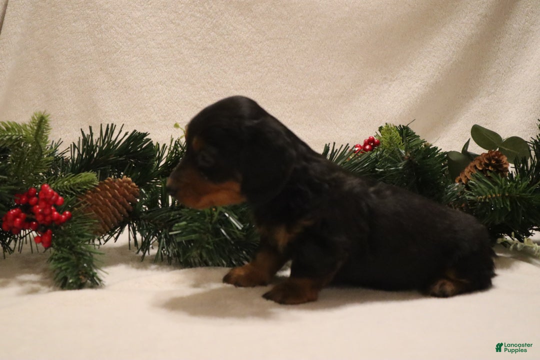 Miniature Dachshund dogs for sale: Dasher - Ad 6