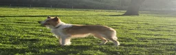Border Collie dogs for stud: Gold/White ABCA & AKC Registered Stud - Ad 5