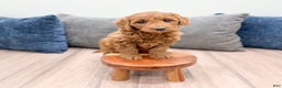Goldendoodle dogs for sale: Kenzi - Ad 3