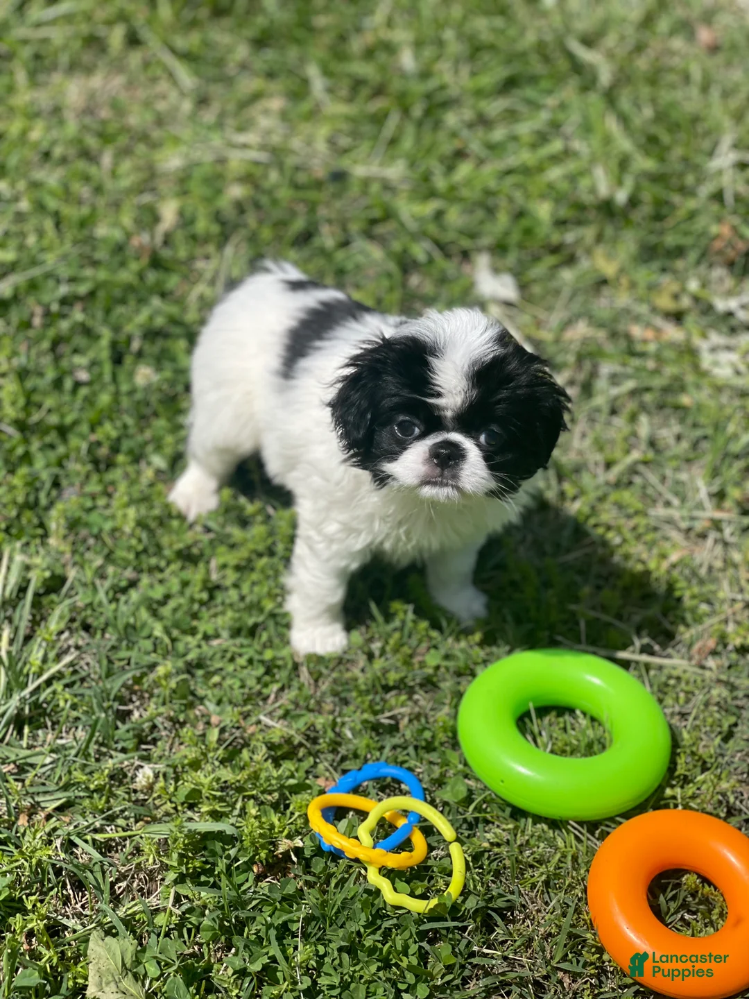 Japanese Chin dogs for sale: Japanese Chin Puppy 11 - Ad 1