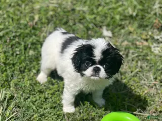 Japanese Chin dogs Japanese Chin Puppy 11 - Ad 2