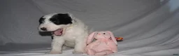 Mixed Breed dogs for sale: Osita/Little Bear - Ad 3