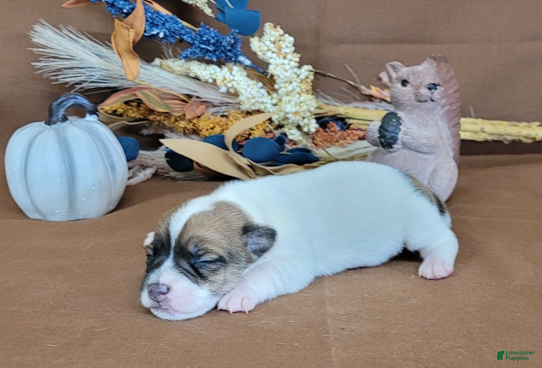 Jack Russell Terrier dogs for sale: Tara female JRT purebred  - Ad 2