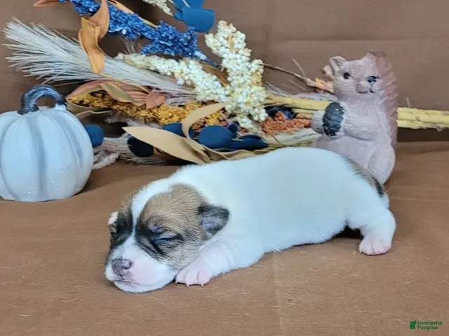 Jack Russell Terrier dogs for sale: Tara female JRT purebred - Ad 2