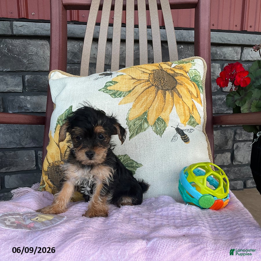Yorkiepoo dogs Buttercup - Ad 2