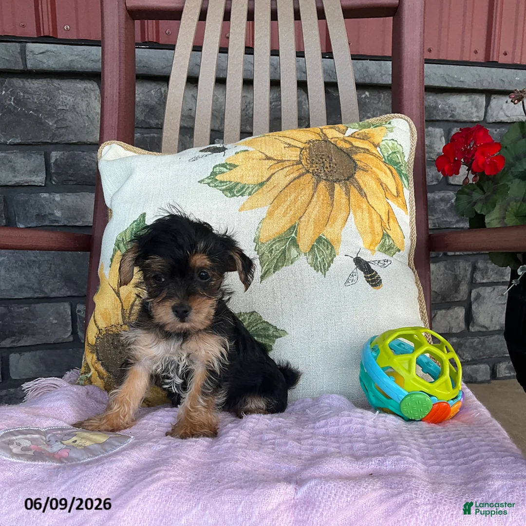 Yorkiepoo dogs for sale: Buttercup - Ad 2