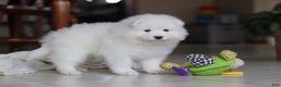 Samoyed dogs for sale: Beth - Ad 12