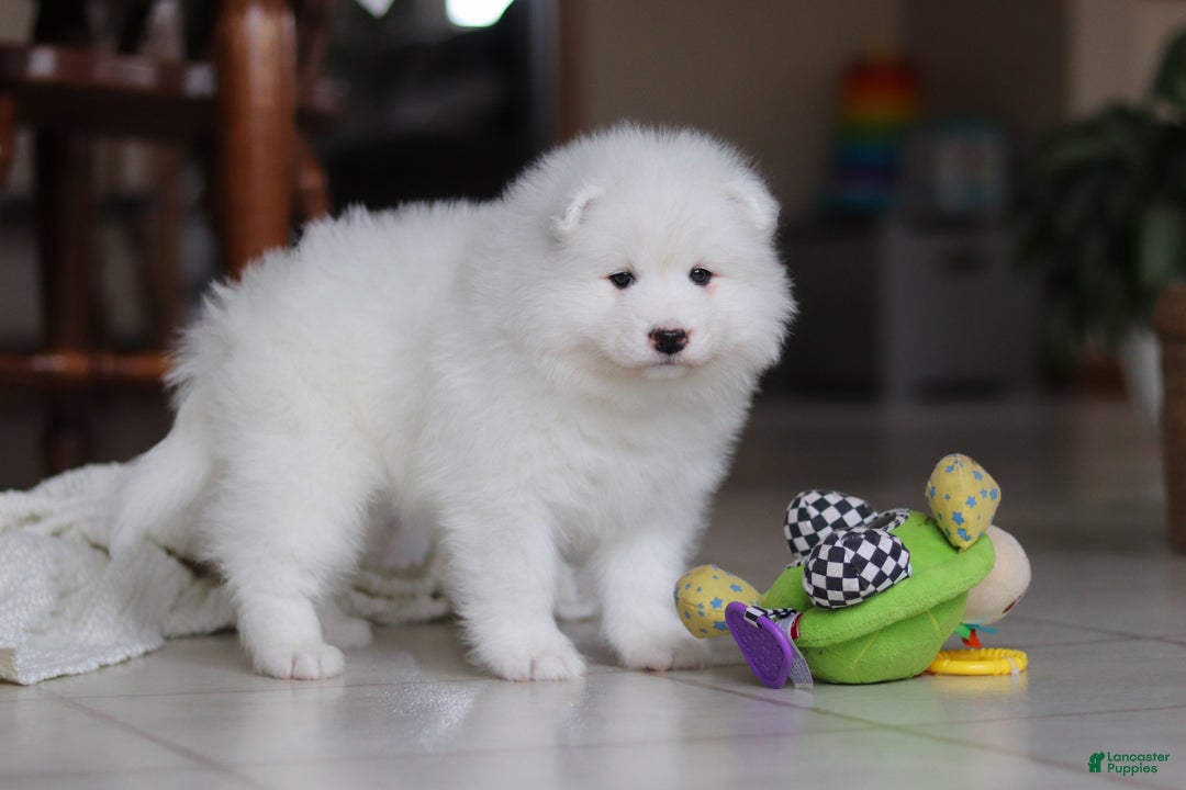 Samoyed dogs for sale: Beth - Ad 12