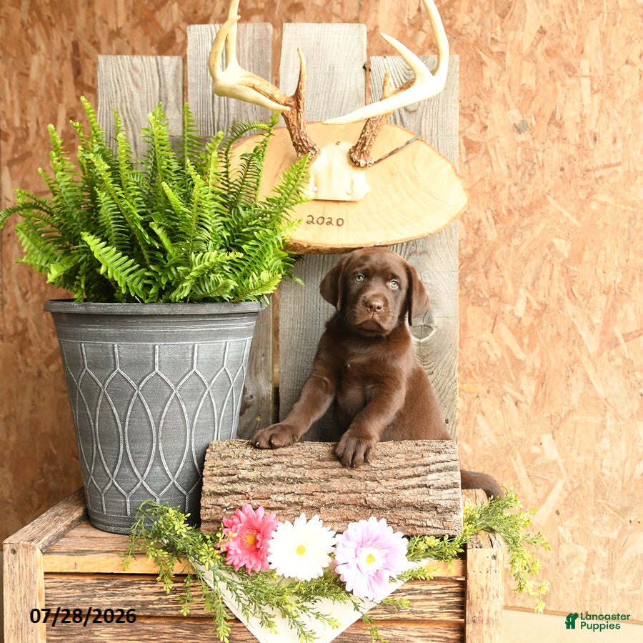 Labrador Retriever dogs for sale: Tucker - Ad 4