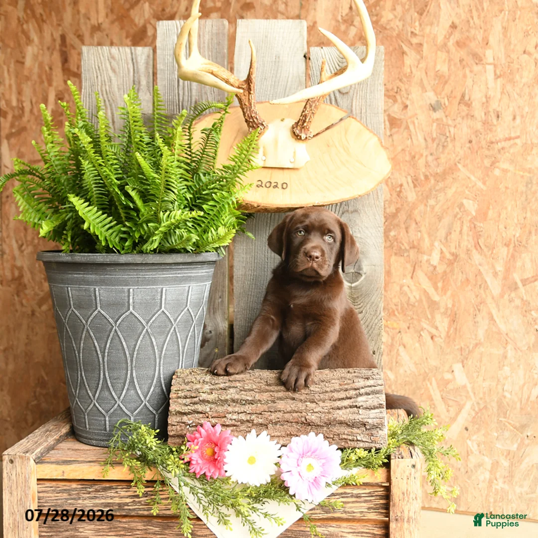 Labrador Retriever dogs for sale: Tucker - Ad 1