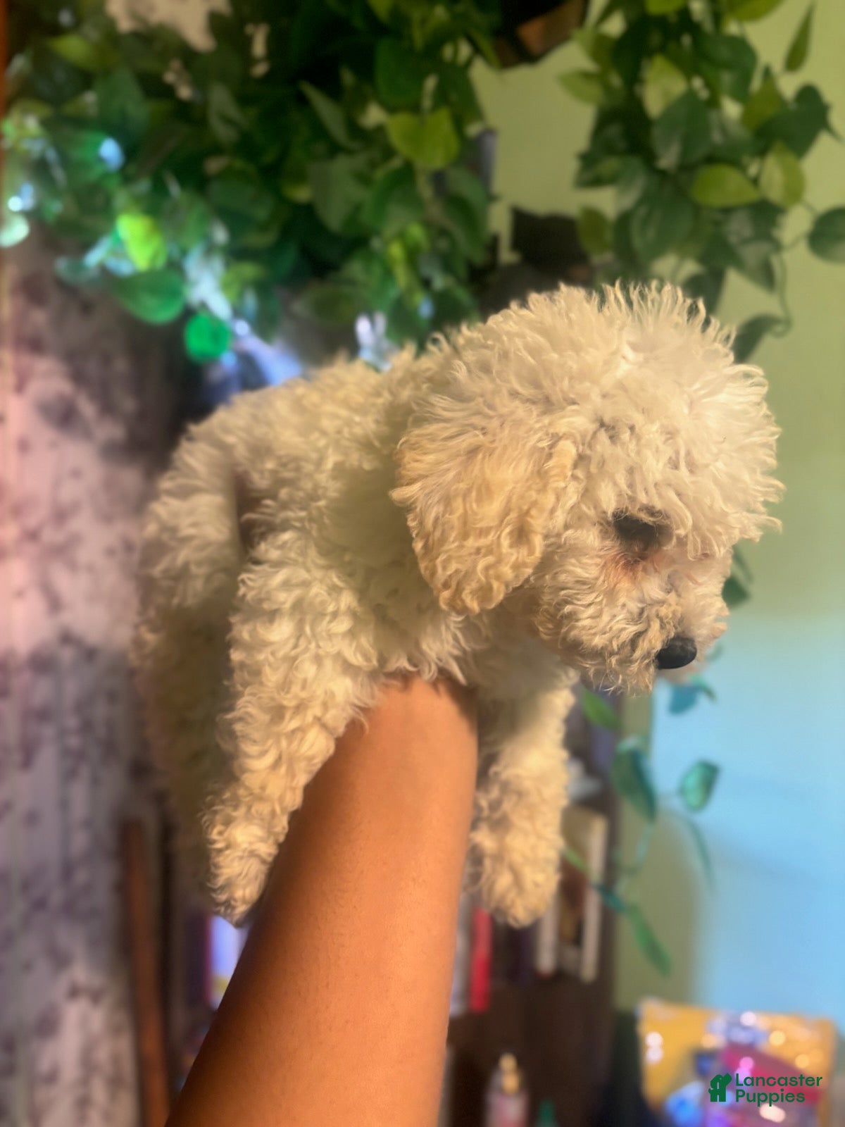 Goldendoodle dogs Ben - Ad 2