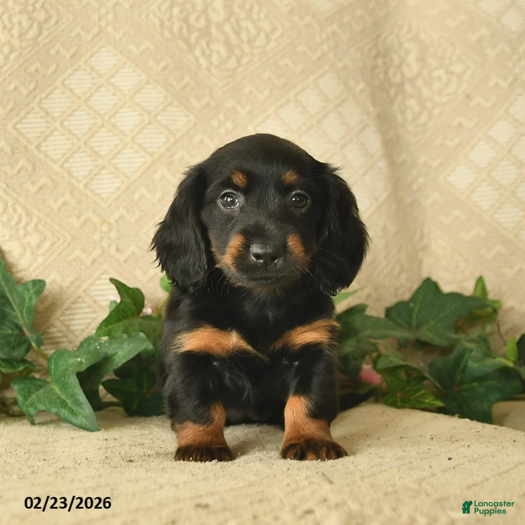 Miniature Dachshund dogs for sale: Ocean Breeze  - Ad 2