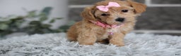 Maltipoo dogs for sale: Joy  - Ad 3