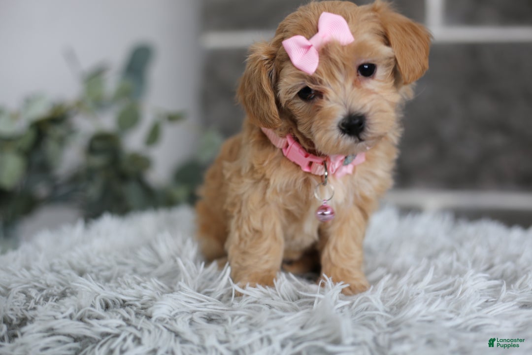 Maltipoo dogs for sale: Joy  - Ad 3