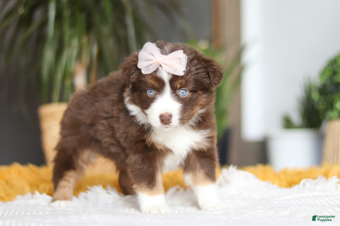 Australian Shepherd dogs for sale: Adelaide - Ad 4