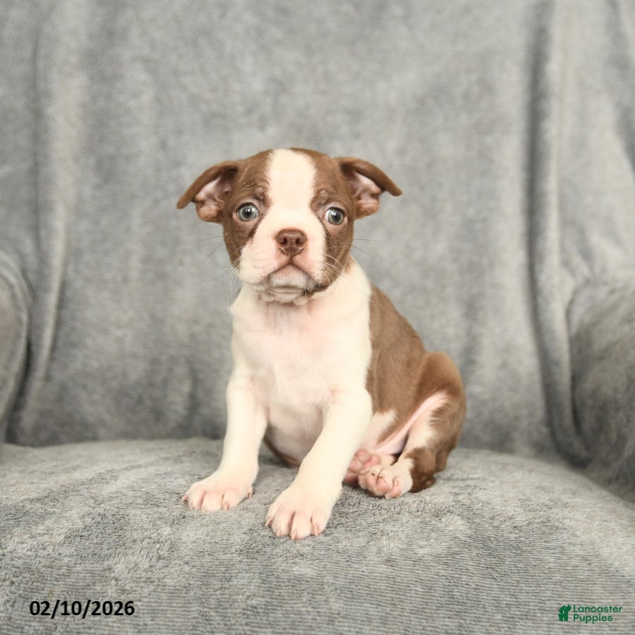 Boston Terrier dogs Buddy - Ad 26