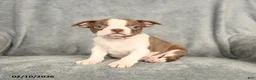 Boston Terrier dogs for sale: Buddy - Ad 1