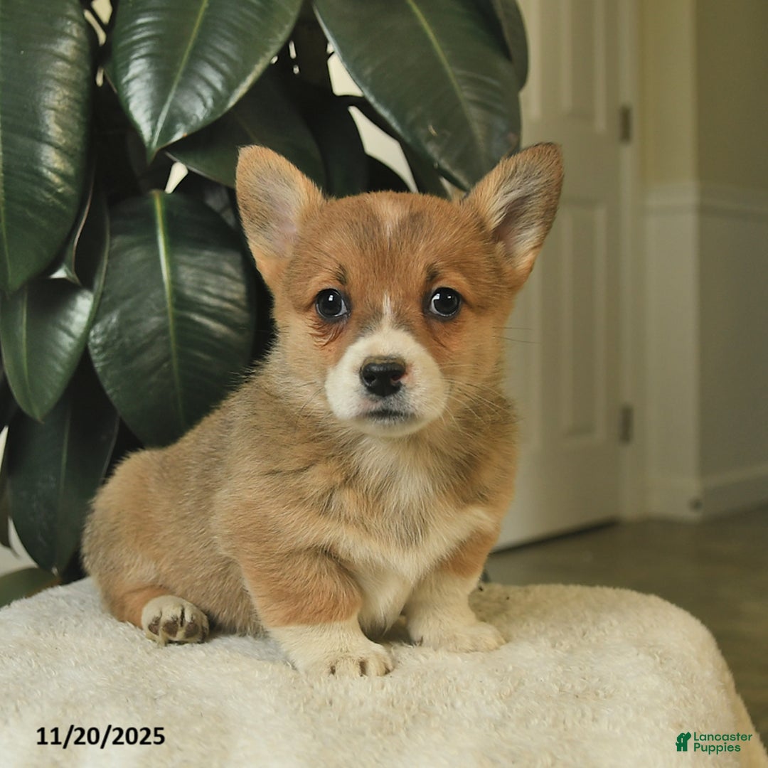 Welsh Corgi Pembroke dogs for sale: Clementine - Ad 3
