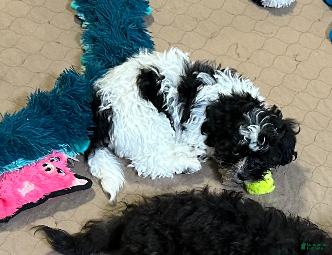 Shihpoo dogs Shihpoo Puppy 1 - Ad 41