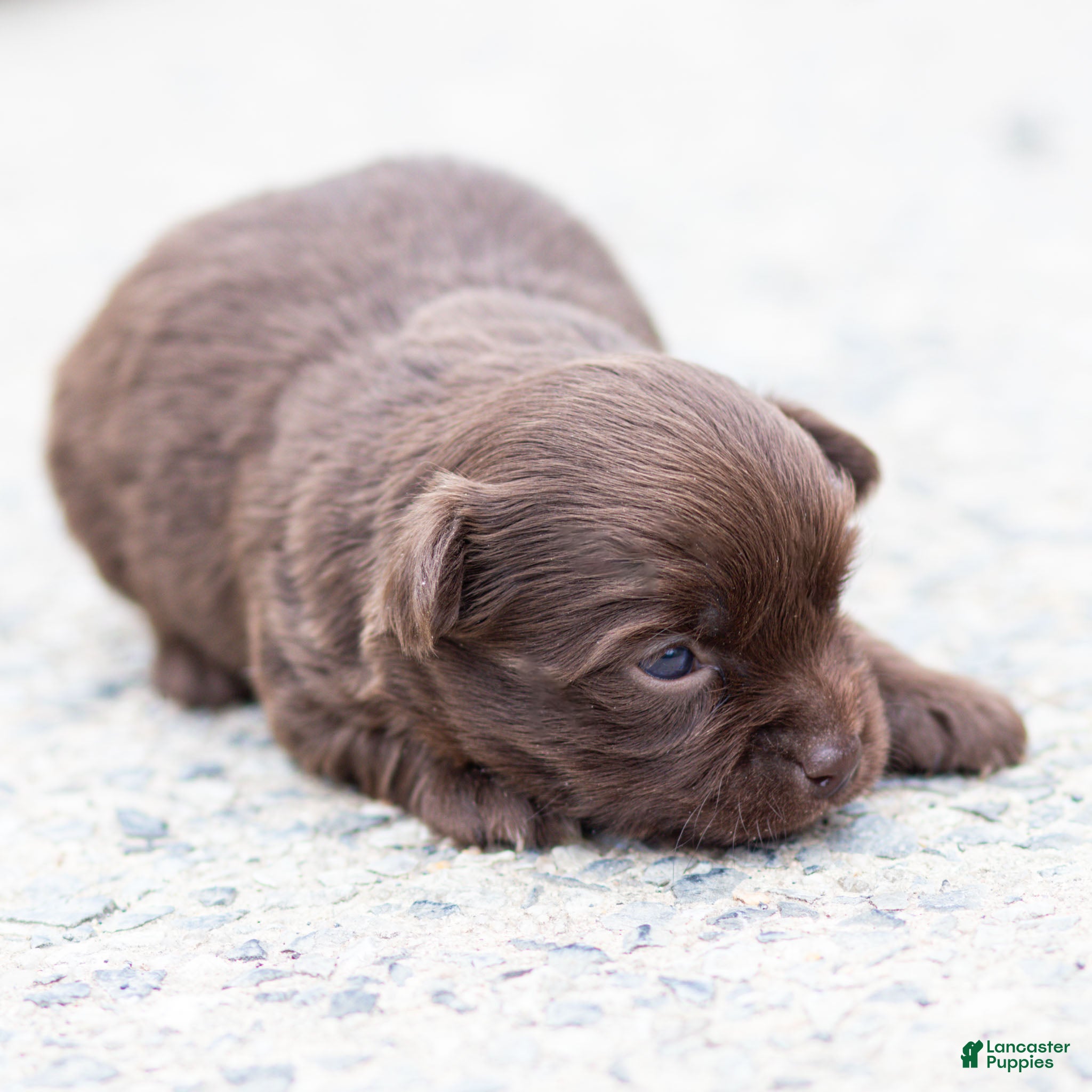 Chihuahua dogs Jolene Chihuahua Puppy  - Ad 2