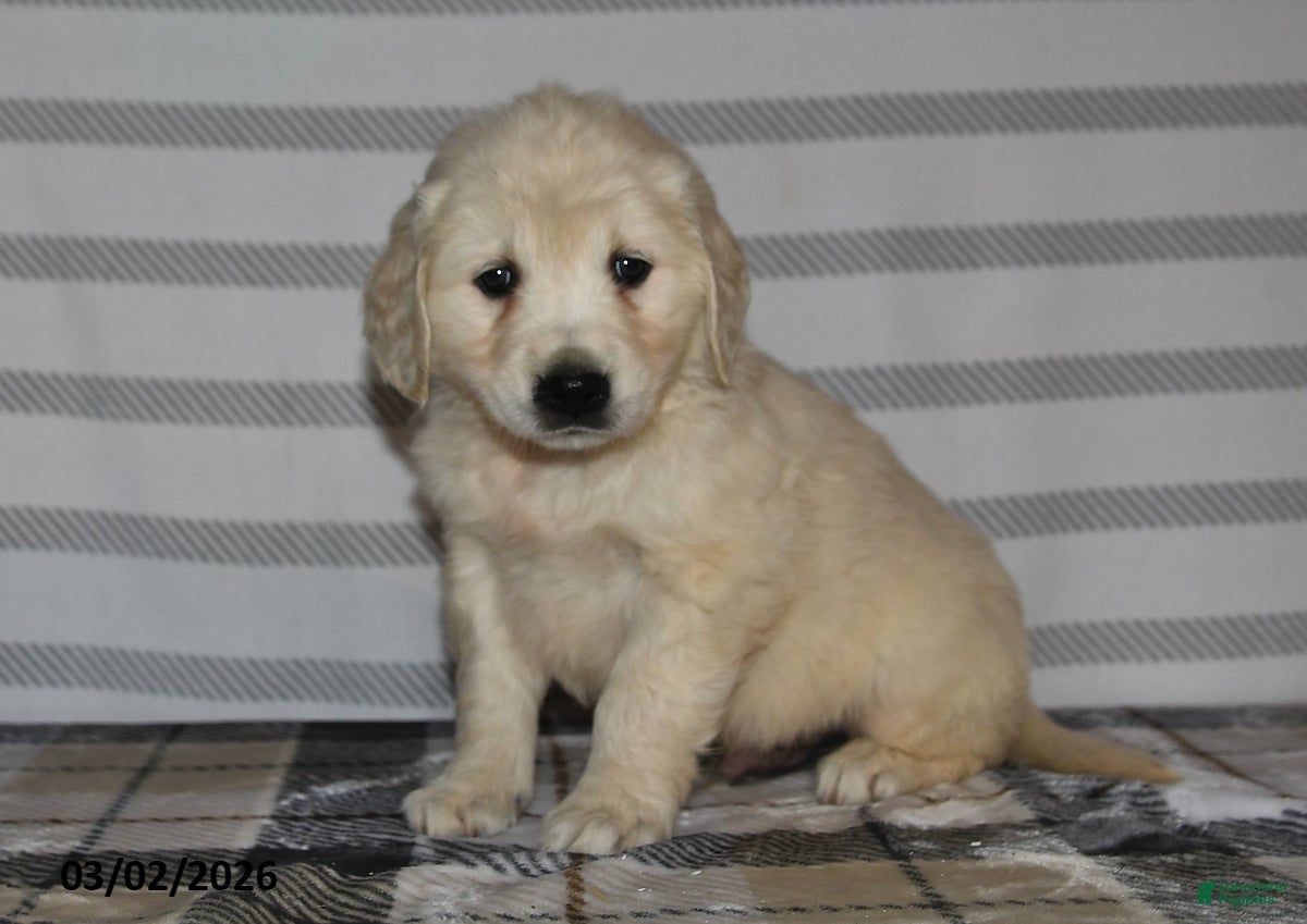 Golden Retriever dogs Alex - Ad 2