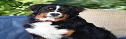 Mini Bernedoodle dogs for sale: Beverly - Ad 8