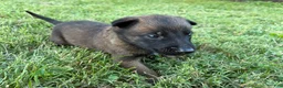 Belgian Malinois dogs for sale: James Bond (light green) - Ad 6