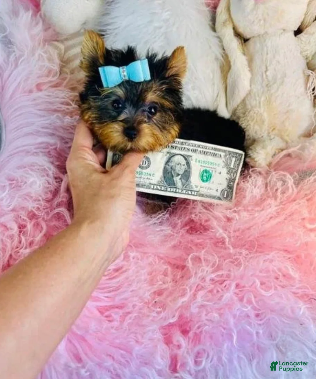 Yorkshire Terrier dogs for sale: Teacup pocket Yorkshire Terrier 1 - Ad 3