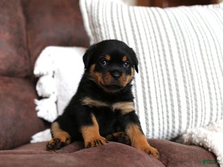 Rottweiler dogs Remi - Ad 31