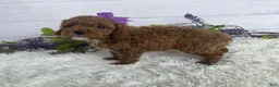 Miniature Poodle dogs for sale: Tilly - Ad 3