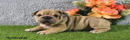 English Bulldog dogs for sale: Maggie - Ad 4