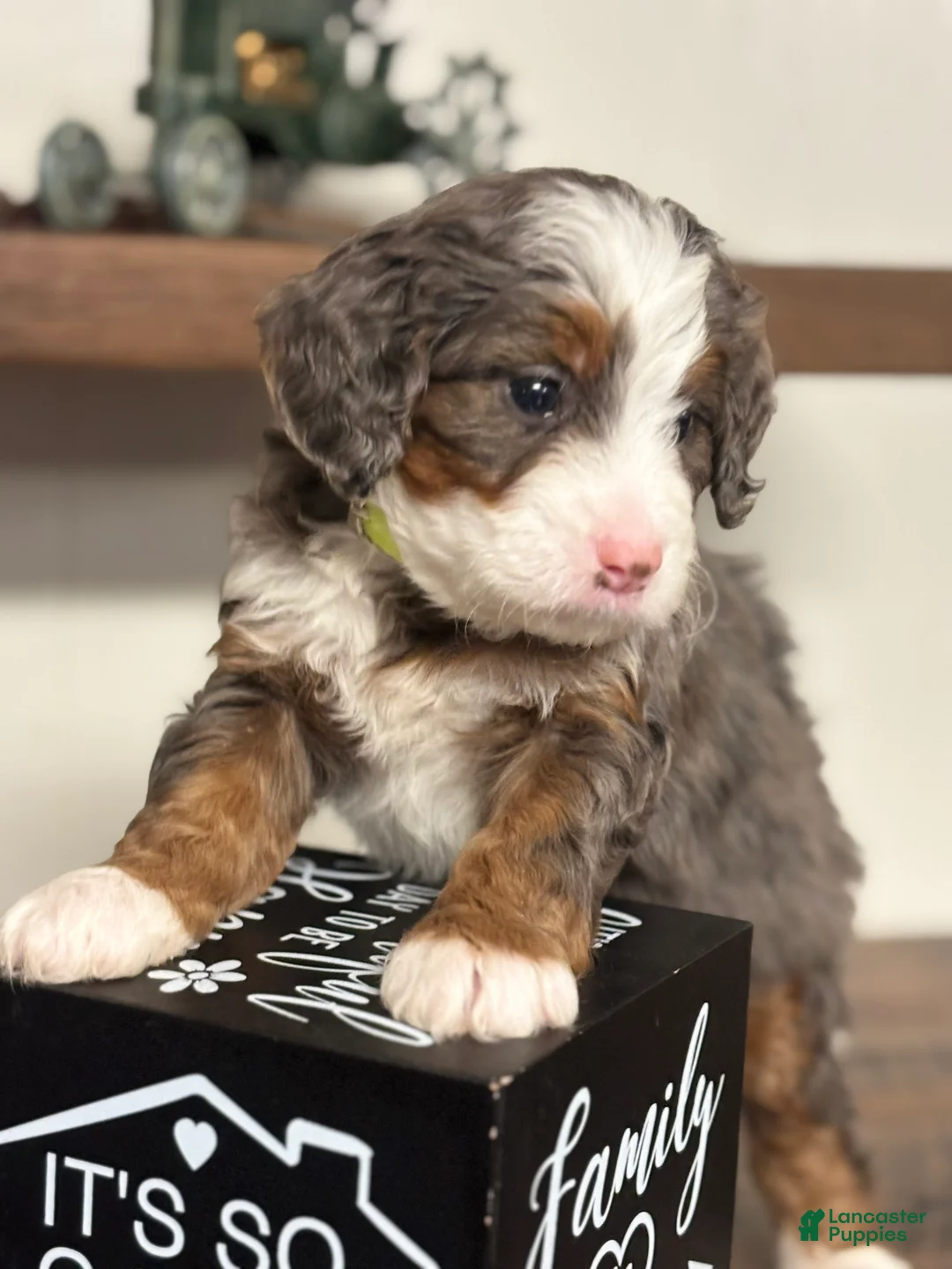 Mini Bernedoodle dogs for sale: Willow Mini Bernedoodle Puppy 4 - Ad 7