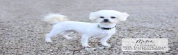 Bichon Frise dogs for sale: Marty - Ad 3