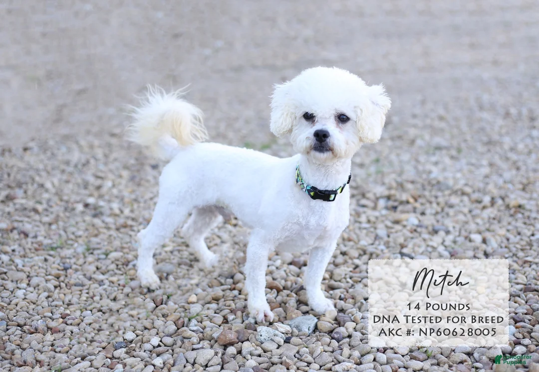 Bichon Frise dogs for sale: Marty - Ad 3