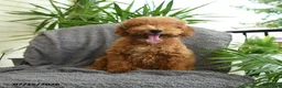 Miniature Poodle dogs for sale: Jack  - Ad 3