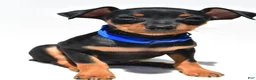 Miniature Pinscher dogs for sale: Buddy - Ad 2