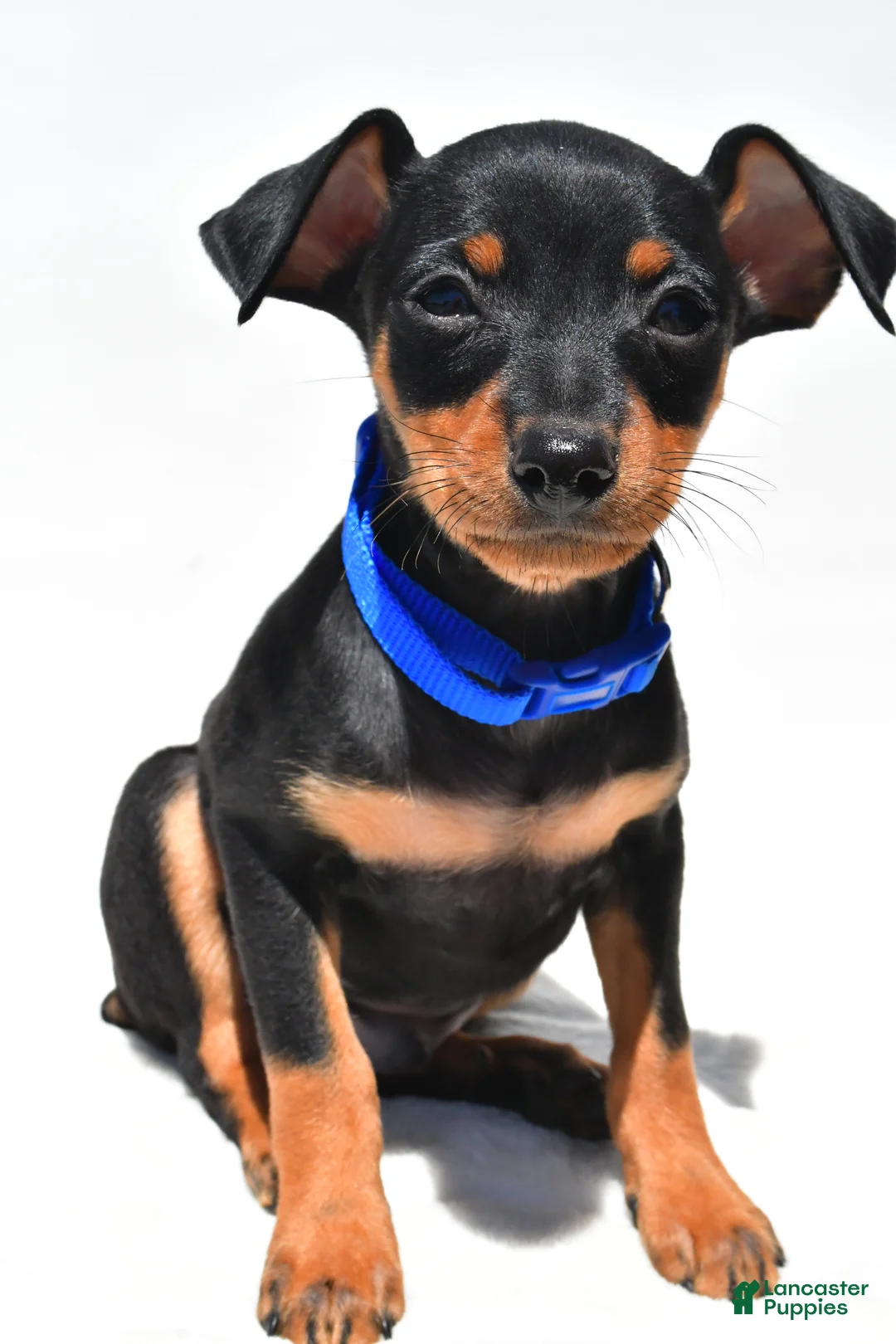 Miniature Pinscher dogs for sale: Buddy - Ad 2