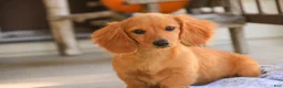 Miniature Dachshund dogs for sale: Rusty Miniature Dachshund  - Ad 1
