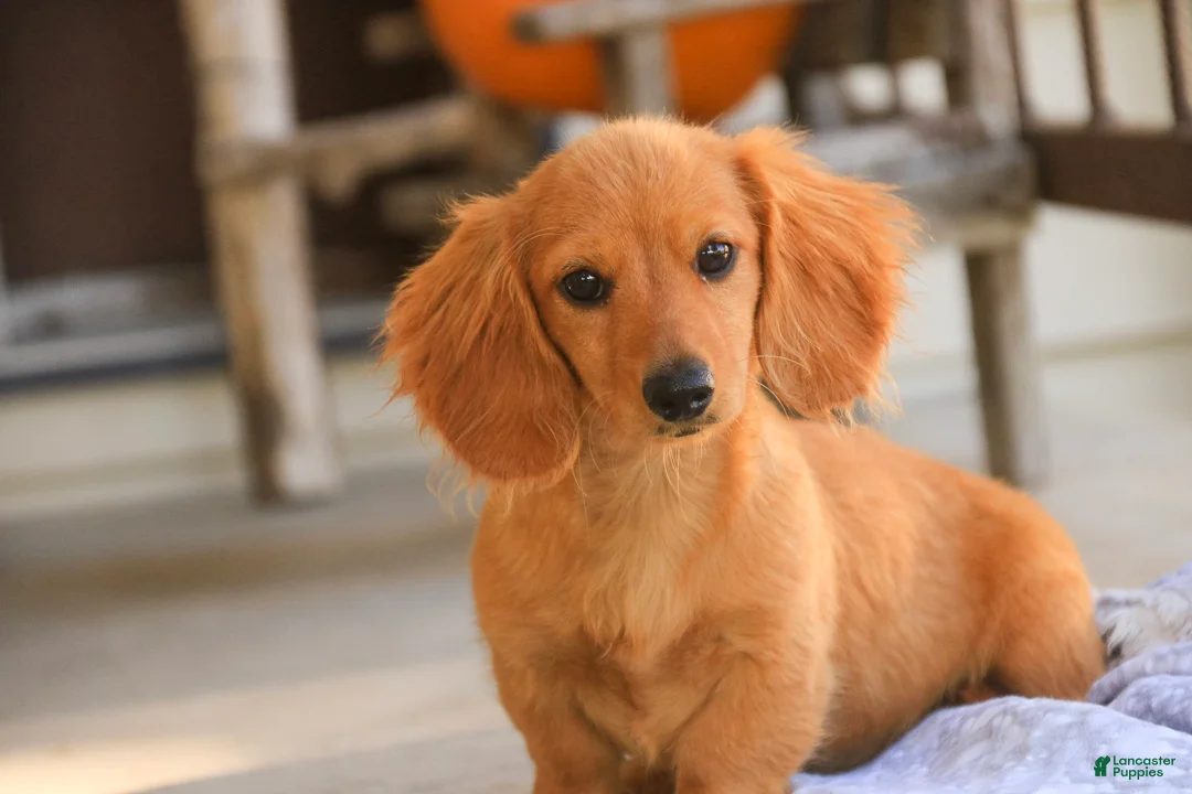 Miniature Dachshund dogs for sale: Rusty Miniature Dachshund  - Ad 1