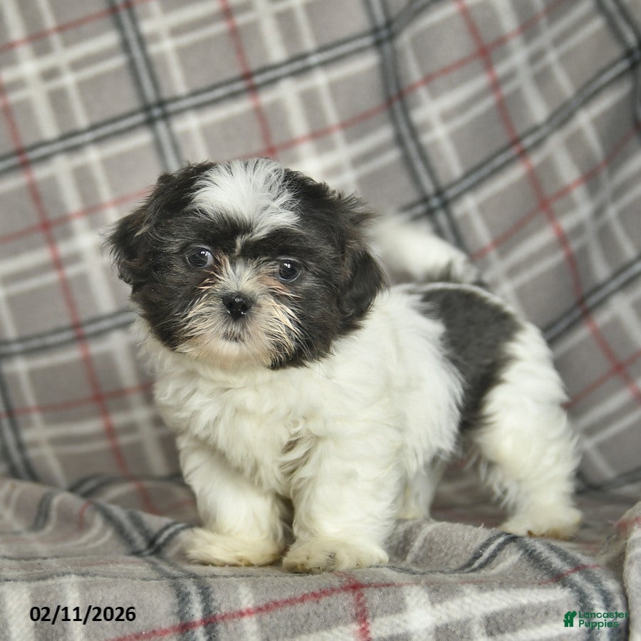 Shih Tzu dogs Wallace - Ad 17