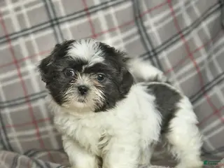 Shih Tzu dogs Wallace - Ad 17