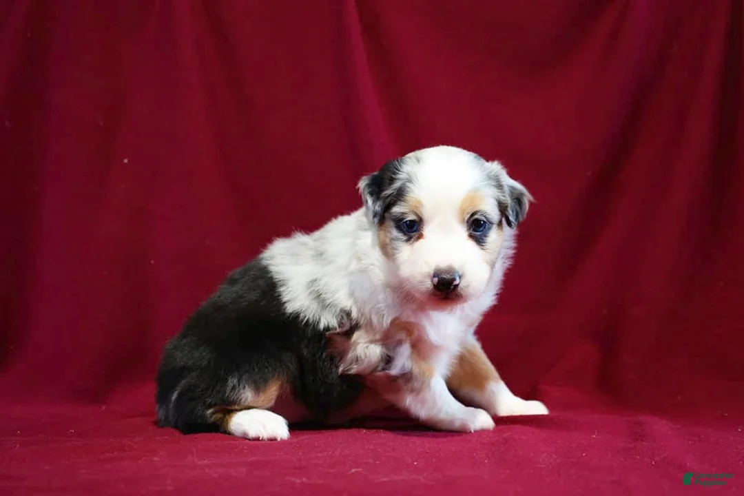 Gallery Image {{count}}