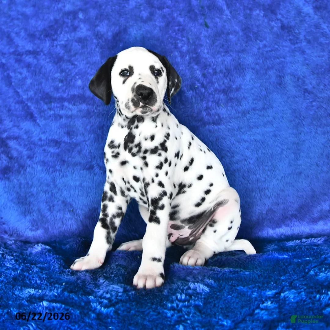 Dalmatian dogs for sale: Blaze - Ad 2
