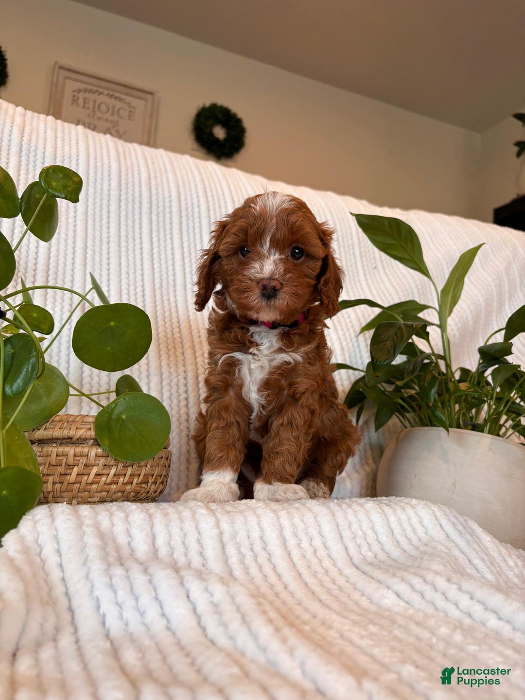 Cavapoo dogs for sale: Cavapoo Puppy 4 (Ivy) - Ad 5