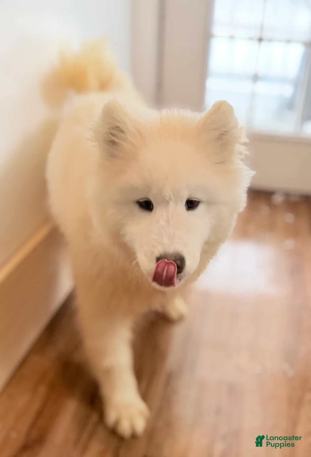 Samoyed dogs for sale: Chica - Ad 1